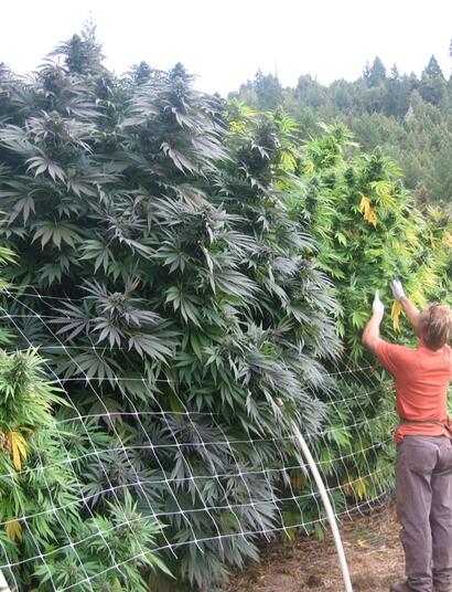 Cannabis-Grower