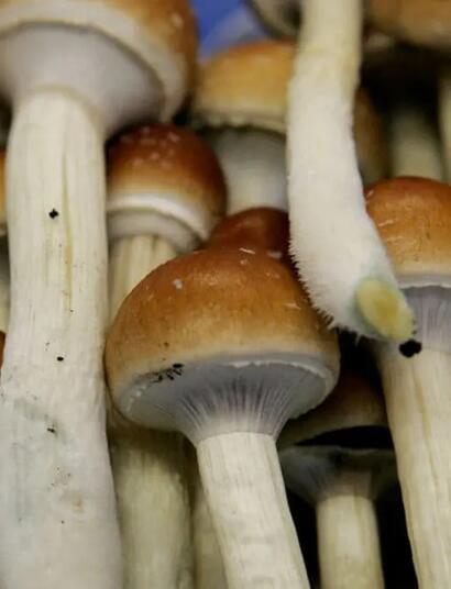 Von der Wiese bis zum Holzmulch: Diese Psilocybe-Arten gehören zu den bekanntesten psilocybinhaltigen Pilzen Europas.