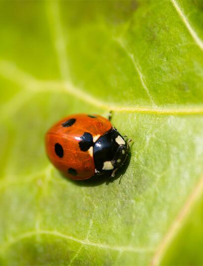 Marienkäfer sind hocheffiziente Nützlinge gegen Spinnmilben. Wie man sie biologisch und effektiv gegen Schädlinge einsetzt.