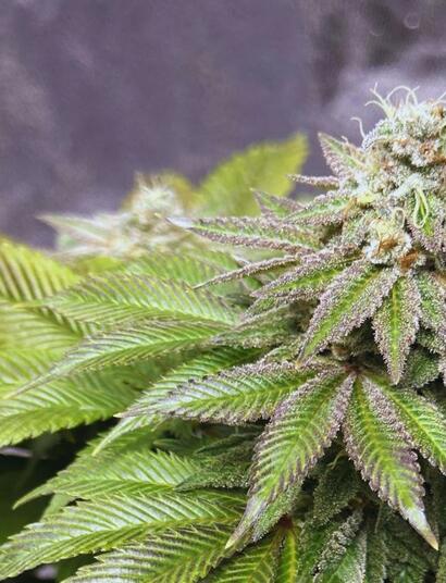 Marihuana nie zwiększa ryzyka zawału serca