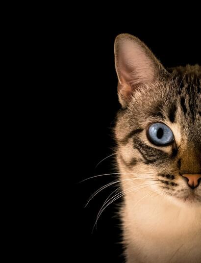 Marihuana para Gatos