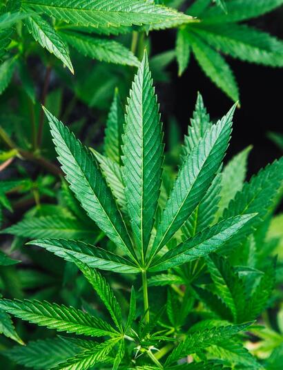 Alkoholische Cannabis-Extrakte