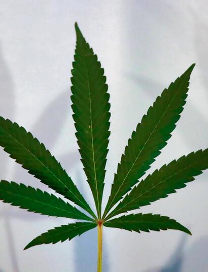 Vapování THC pod  kontrolou po nevysvětlených úmrtích