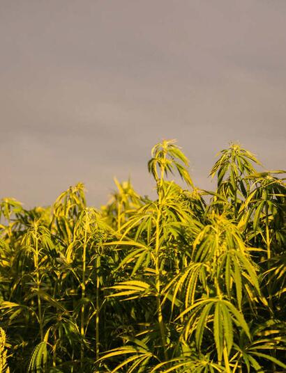 Maroko sklidilo stovky tun konopí v první legální úrodě