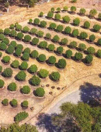 Planter en accord avec la lune : le jardin de Martyjuana