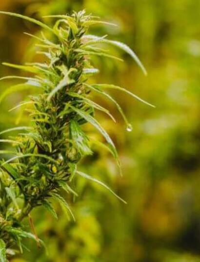 Maskowanie zapachu z uprawy konopi: co robić, czego nie robić