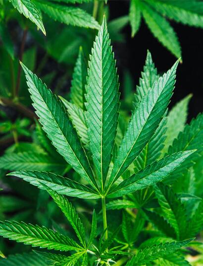 Medizinisches Cannabis wird zunehmend in die Schmerzbehandlungsstrategien von Patienten mit chronischen Schmerzen integriert.