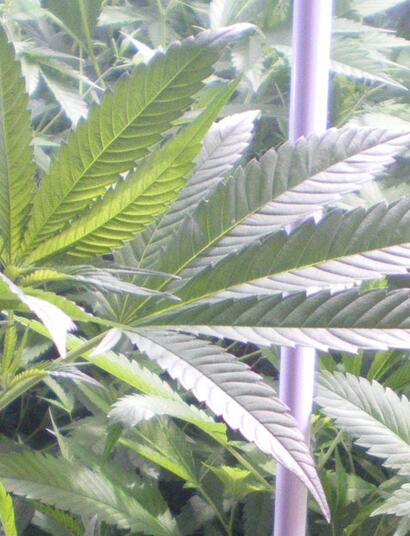 Maroc : trois nouveaux médicaments contre l'épilepsie