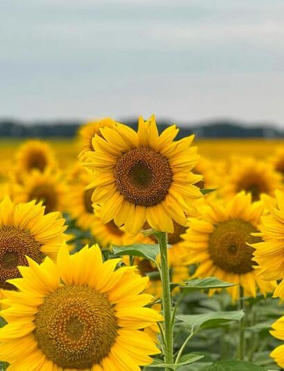 Medyczna marihuana na Ukrainie