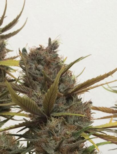 Quelle est la meilleure période de l’année pour cultiver du cannabis ?