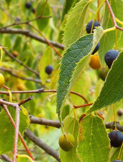  L’autre plante du mois : le micocoulier, un cousin méconnu du cannabis