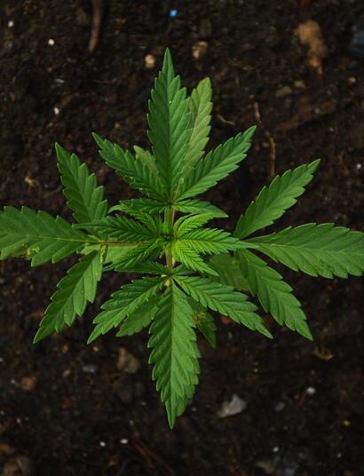 Microbioma y sustrato del cannabis.