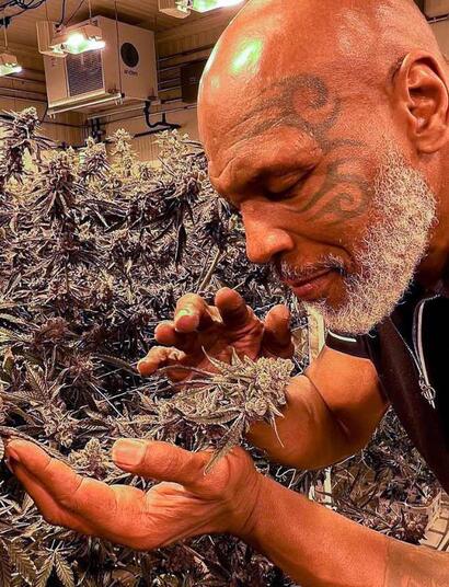 Mike Tyson: z boxerské ikony propagátorem konopí