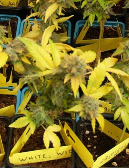 Cultivo de mini plantas de cannabis en espacio reducido