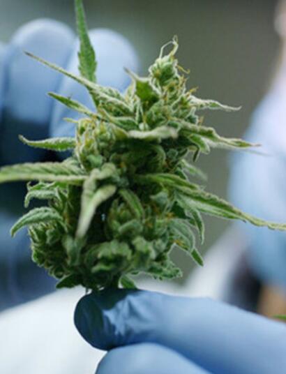 Des députés de la Mission d’information parlementaire s’opposent à la nouvelle réglementation sur le CBD