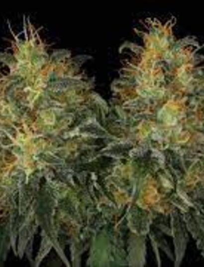 Moby Dick CBD