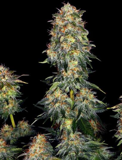 Grow Report : Moby Dick Auto