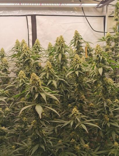 Modellprojekte: Frage & Antwort zur Konsumcannabis-Forschung