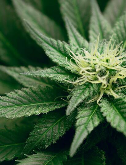 Drogenbeauftragter Streeck hat sich dafür ausgesprochen, in Pilotprojekten den legalen Verkauf von Cannabis zu erlauben.