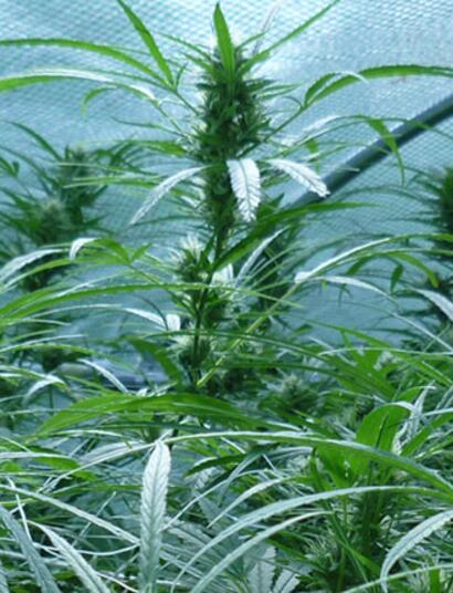 Des monster plants en région Rhöne-Alpes