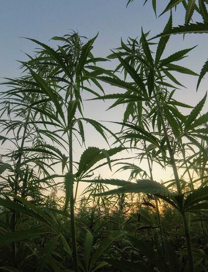 More than $8 million to fund the US hemp industry