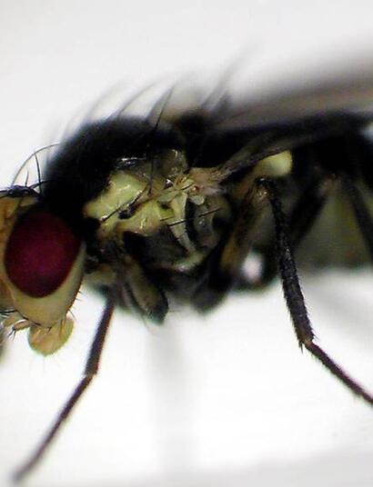 Liriomyza : un ravageur sous nos feuilles