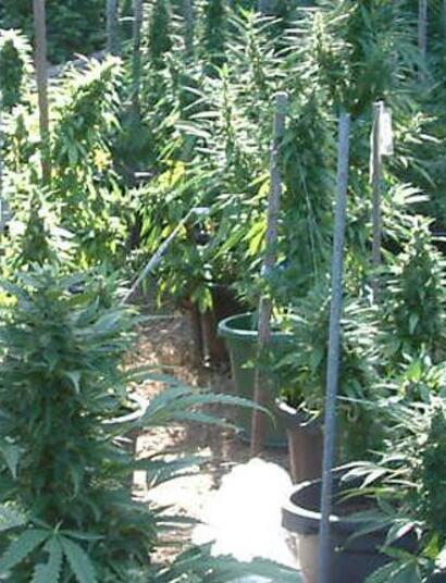 Cinco variedades autoflorecientes para cultivar en verano