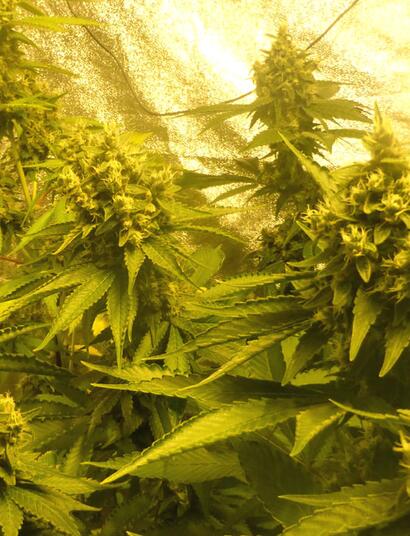  Une nouvelle étude sur le cannabis et la musique
