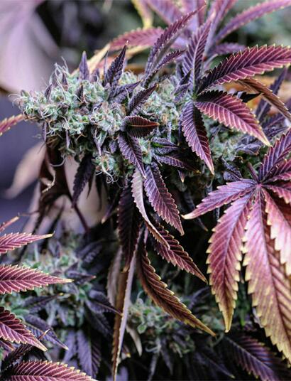 Wie wählt man die beste Mutterpflanze aus? Anleitung zu Selektion und Pflege für maximale Erträge beim Cannabisanbau.