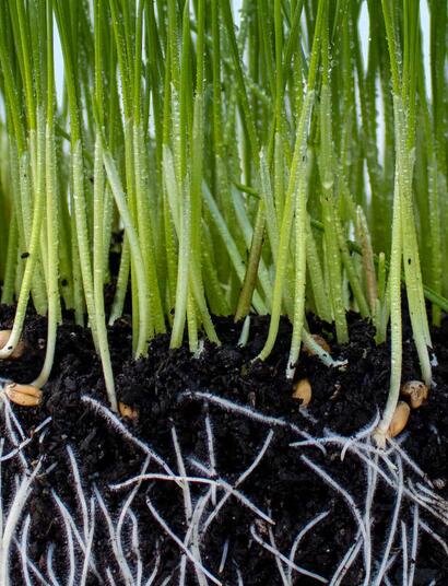 Mykorhiza – přátelské podhoubí pro lepší úrodu