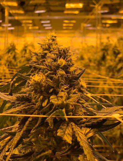 Podatki i marihuana