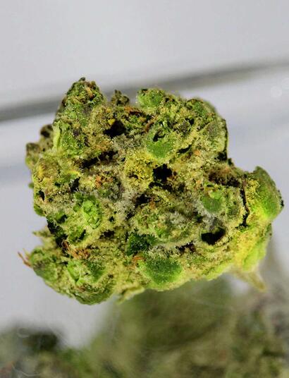 Nadhodnocování obsahu THC už řeší v Kalifornii