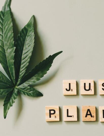 Najlepsze odmiany marihuany na sen