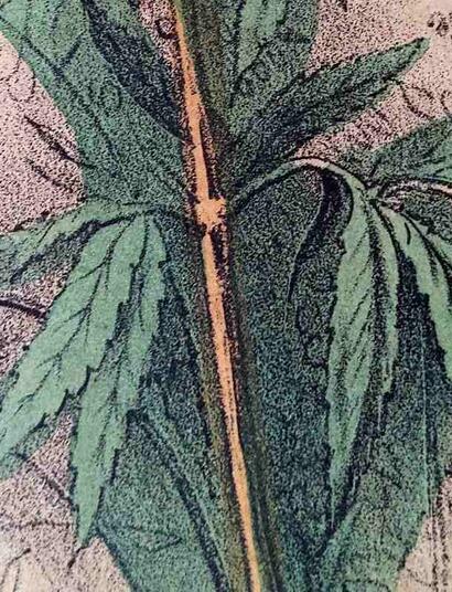 Nationaal Hennep Gilde