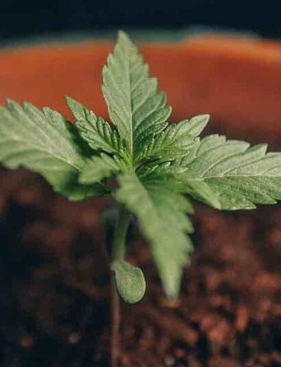 Growing high-quality cannabis requires an abundance of nutrients in the form of fertilizers