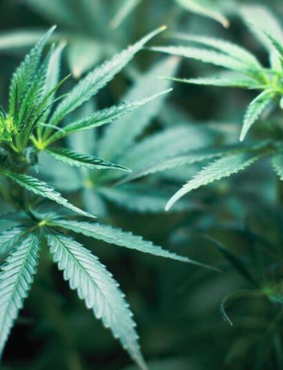 Nawozy i dodatki w uprawie marihuany