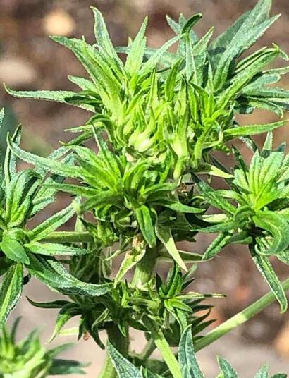 Australian bastard cannabis - Nejpodivnější odrůdy konopí, které asi neznáte