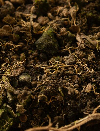  Nematodes can either damage plant tissues or enhance soil health and yields