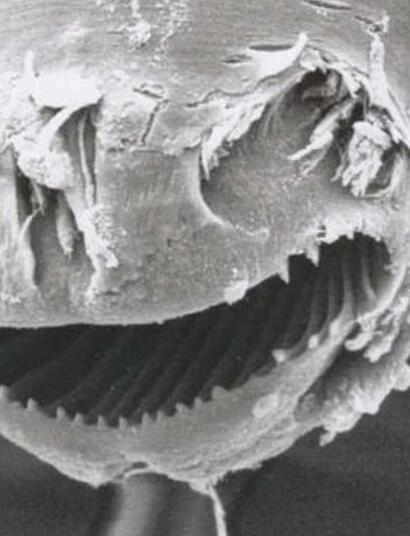 Sous la surface : l’étonnant rôle des nématodes