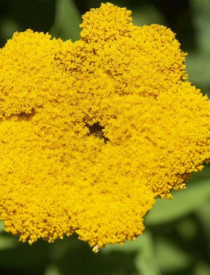 Není to konopí, ale má to kanabinoidy!