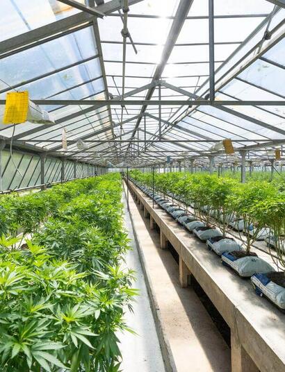 New York state regulators approve 52 marijuana growing licenses to hemp businesses.