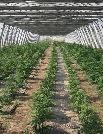 Die Schweiz auf dem Weg zur Richtung Cannabis Legalisierung!