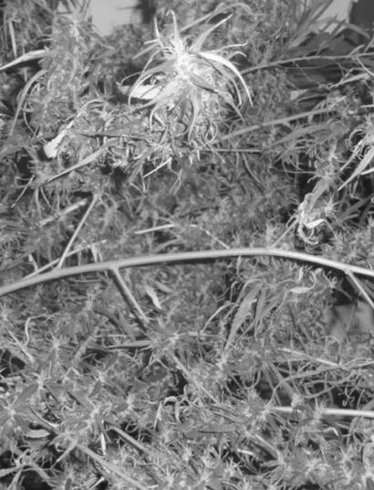 Roger Adams (1889-1971)