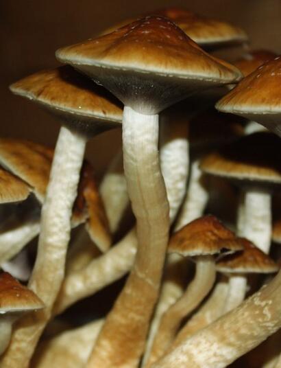 Pilotażowy program terapii psylocybinowej