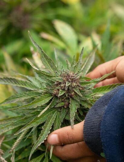 Marihuana