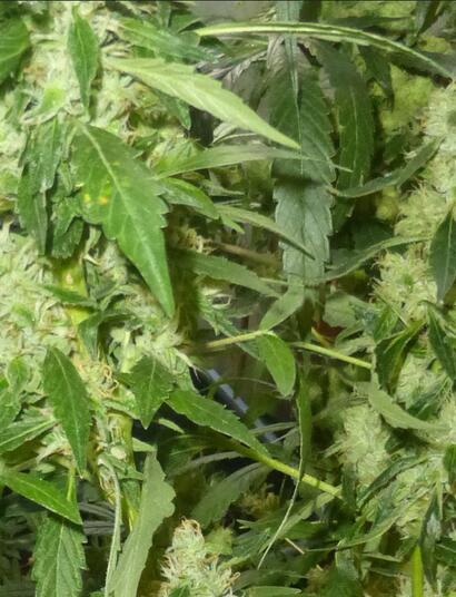  L’OFDT publie un rapport sur les essais pilotes en Suisse