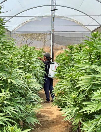 Mexique : un cannabis club à Oaxaca