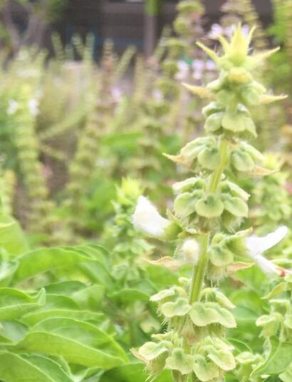 Ocimène : basilic et cannabis