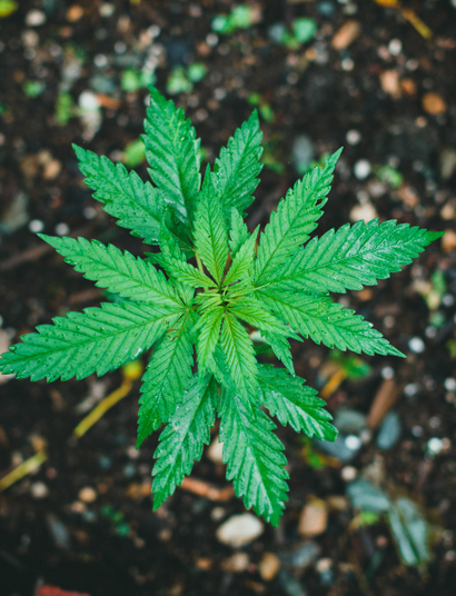 Cambio climático y marihuana: Impacto ambiental 