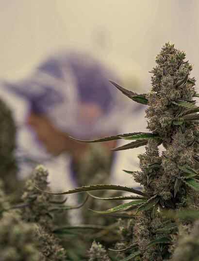 Record F1 Hybrid Yield: 1.8 kg/m² in CRIC Labs Trial